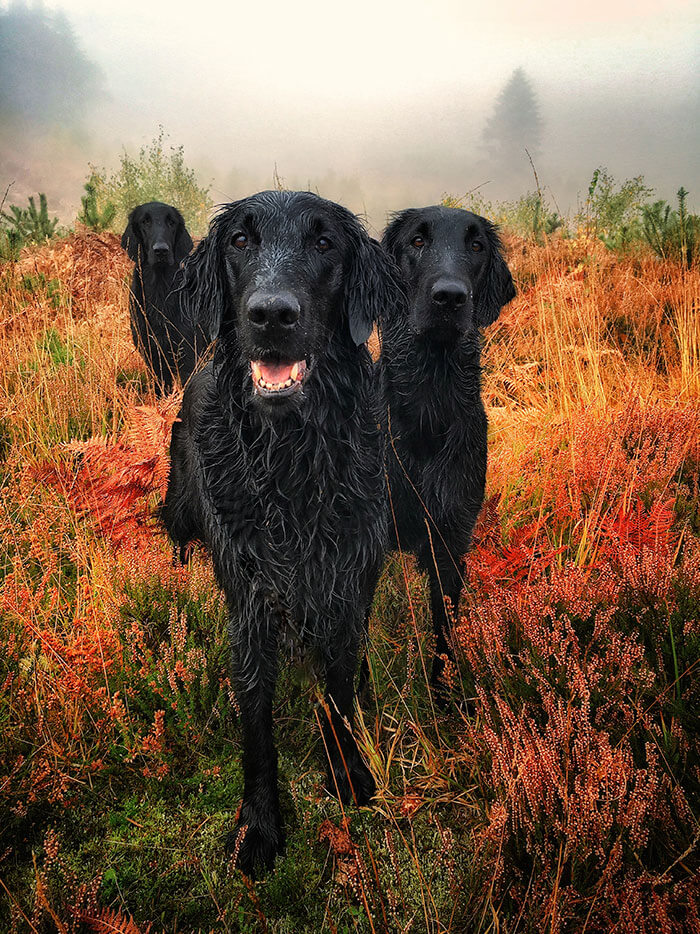 These Are The Dog Photographer of the Year 2018 Winners: 40 Photographs Every Dog Lover Will Fall For
