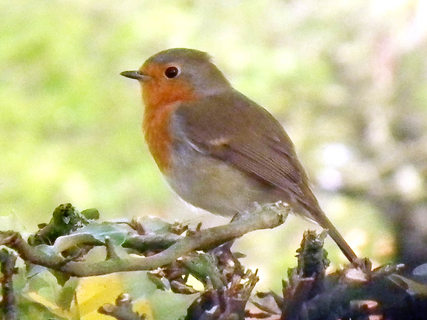 Days on the Claise Why Robins?