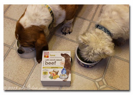 Basset Hound and West Highland Terrier eating dog food