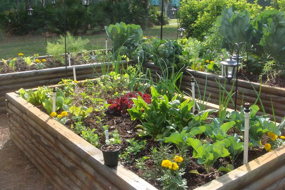 Cultivar un huerto en contenedores: soluciones para terrazas y patios -  Foto 1