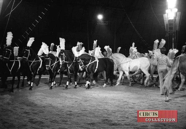 Fredy Knie junior et un carrousel de chevaux blanc et noir richement harnaché