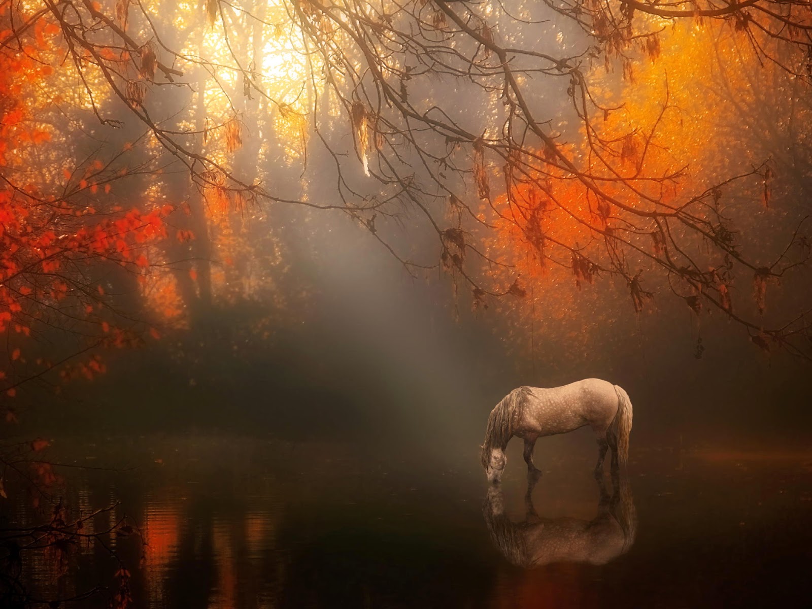 Banco de Imágenes Gratis: 28 fotos de caballos en paisajes fascinantes