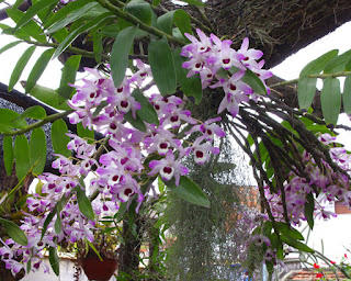 Lan Hoàng thảo dẹt - Dendrobium nubile Lindl.
