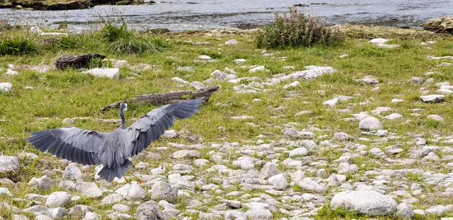 Heron taking flight on the beach at Kaikoura on the South Island of New Zealand