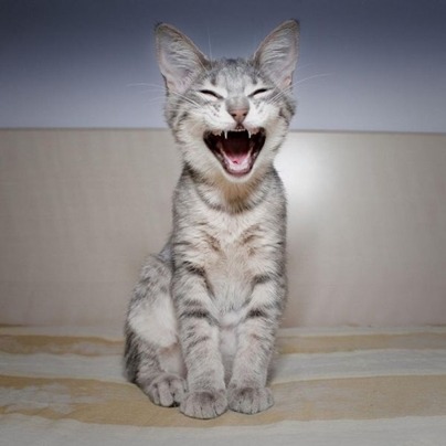 gatos-maullido-excesivo-tiene-diferentes-causas