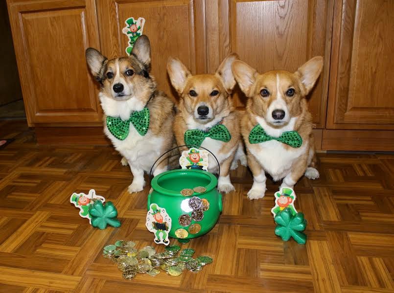 pictures of corgi on st patricks day