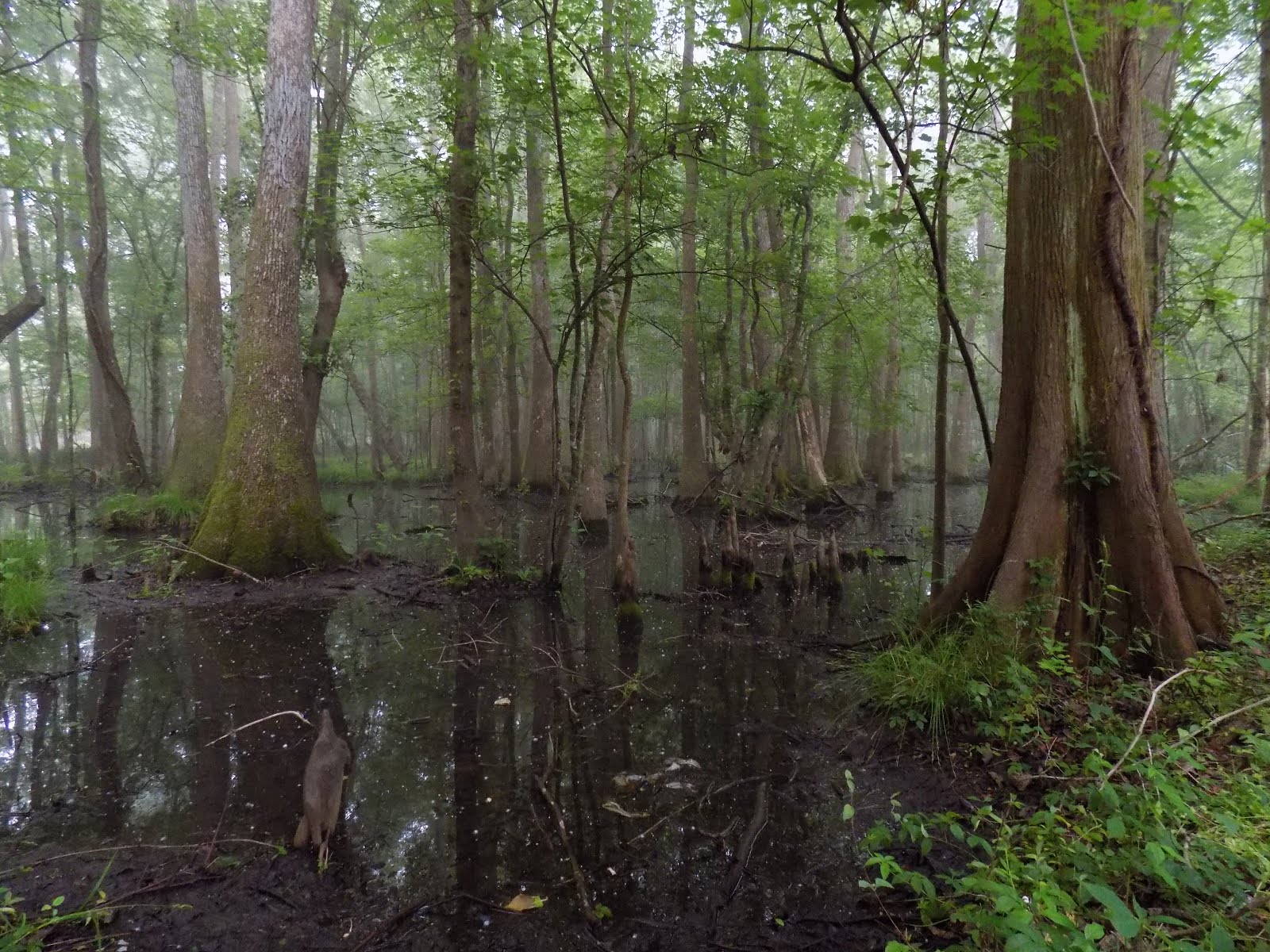 Current Photo "Project": White Church Wetlands