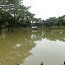 Pond Management