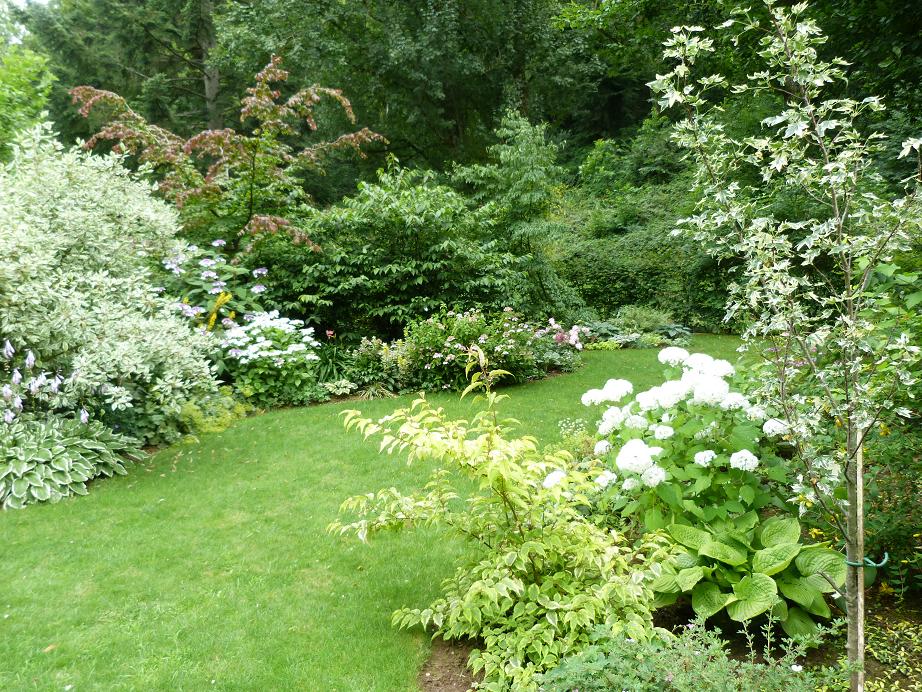 Cotoneaster Laiteux Ou Cotoneaster Lacteus Fiche Technique Complete