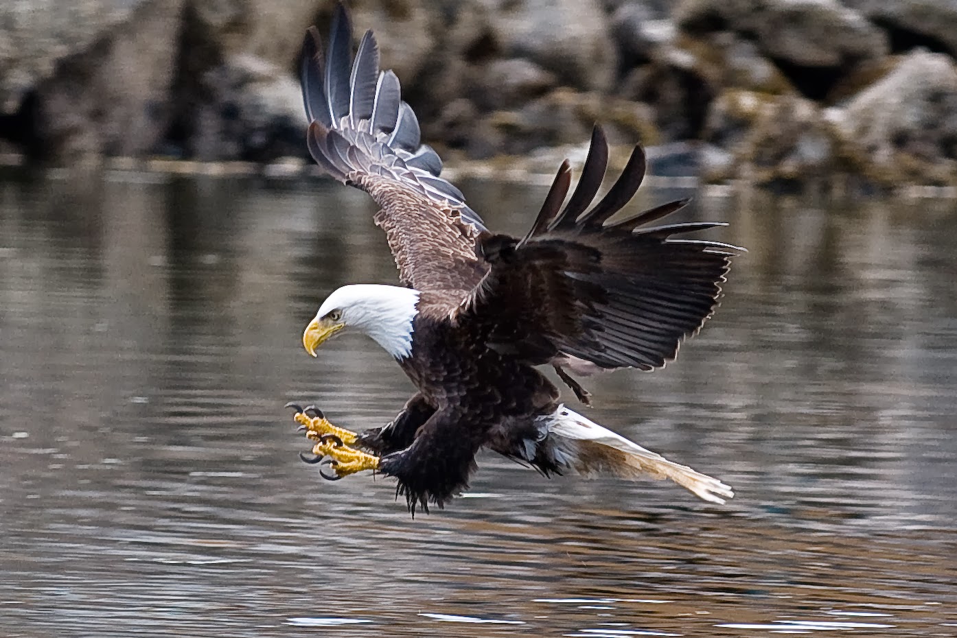 menopausal mumma: Bald Eagle Action Shots by Randal Rodgers