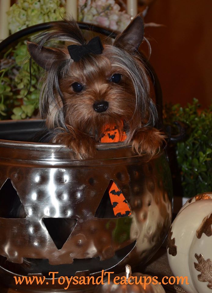 Alabama Toys & Teacups