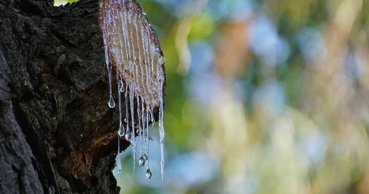 pine latex Is sap pine latex Is sap
