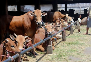 Contoh Surat Keputusan (SK) Panitia Pelaksana Qurban Hari Raya Idul