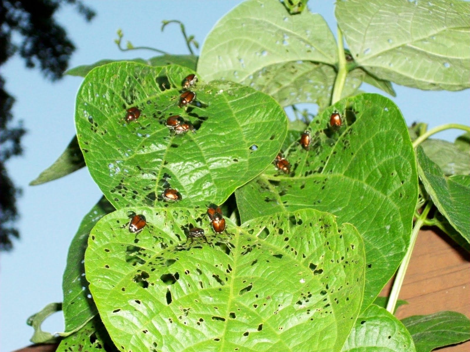 Quilt Talk Green Beans & Japanese Beetles