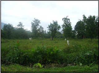 Sistem Agroforestri Macam-macam Sistem Agroforestri