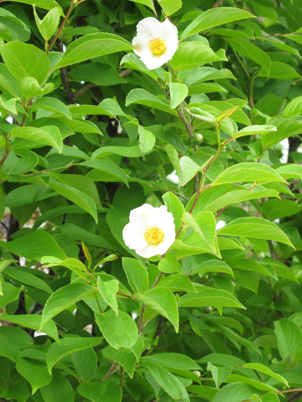 東川町の暮らし徒然 シャラ 夏椿 が開花