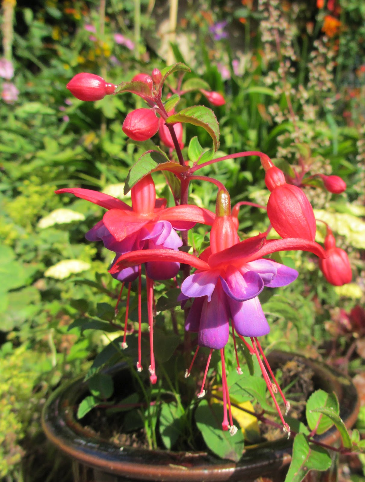 Ivy, Phyllis and Me! PHYLLIS IS TRAVELLING NORTH