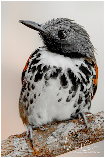 Spotted Antbird (Hylophylax naevioides) - male