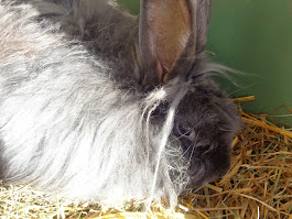 Angora Rabbits