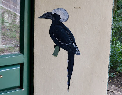White-Crested Hornbill, Semliki National Park
