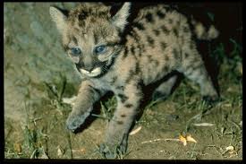 puma cougar jaguar woman