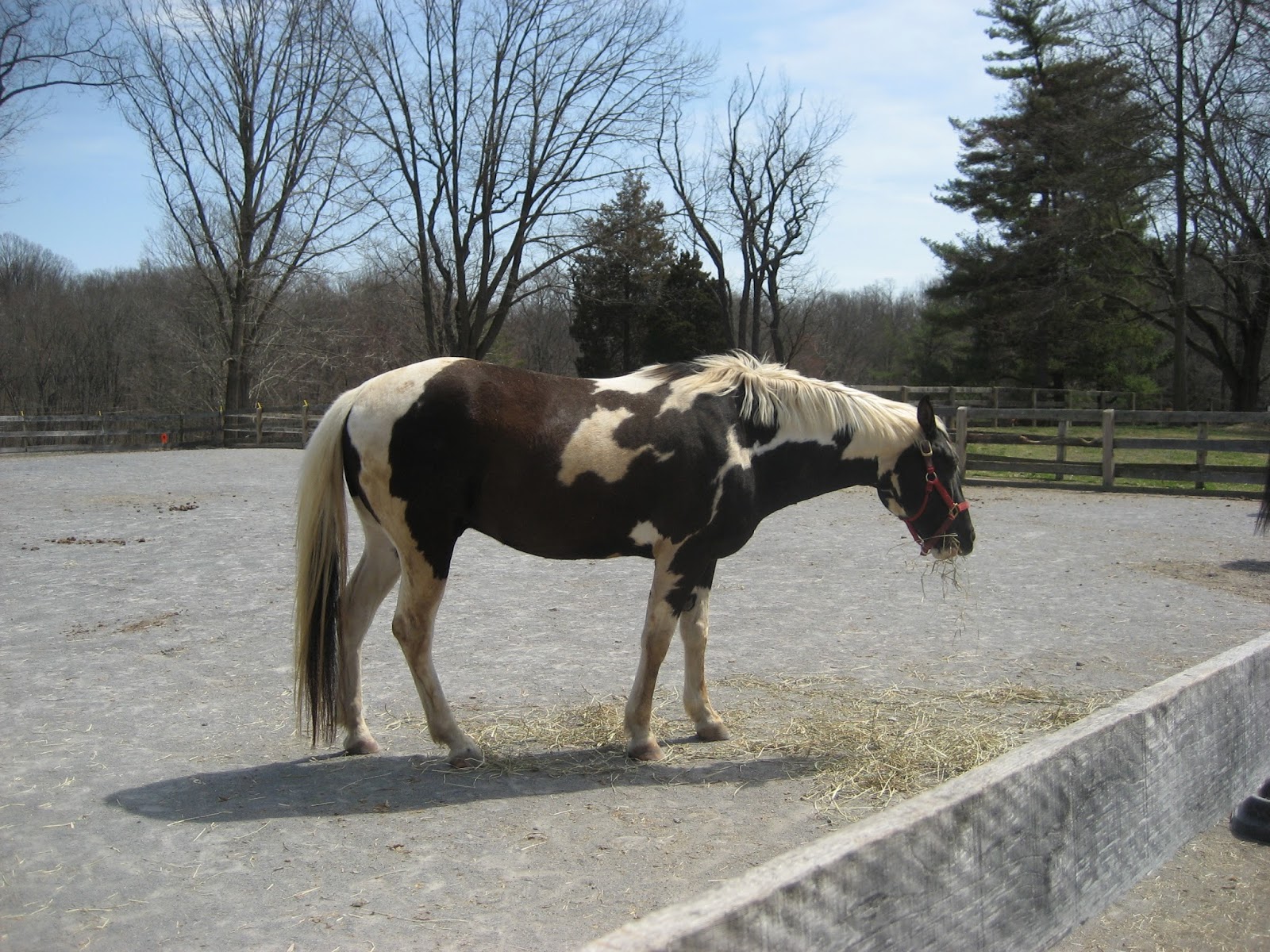 Do Horses Neigh When They Run? Why do horses like to roll over?