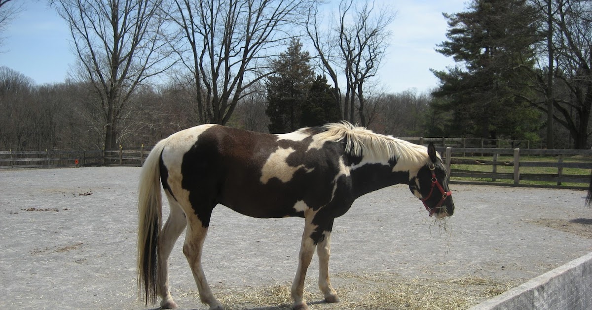 Do Horses Neigh When They Run? Why do horses like to roll over?