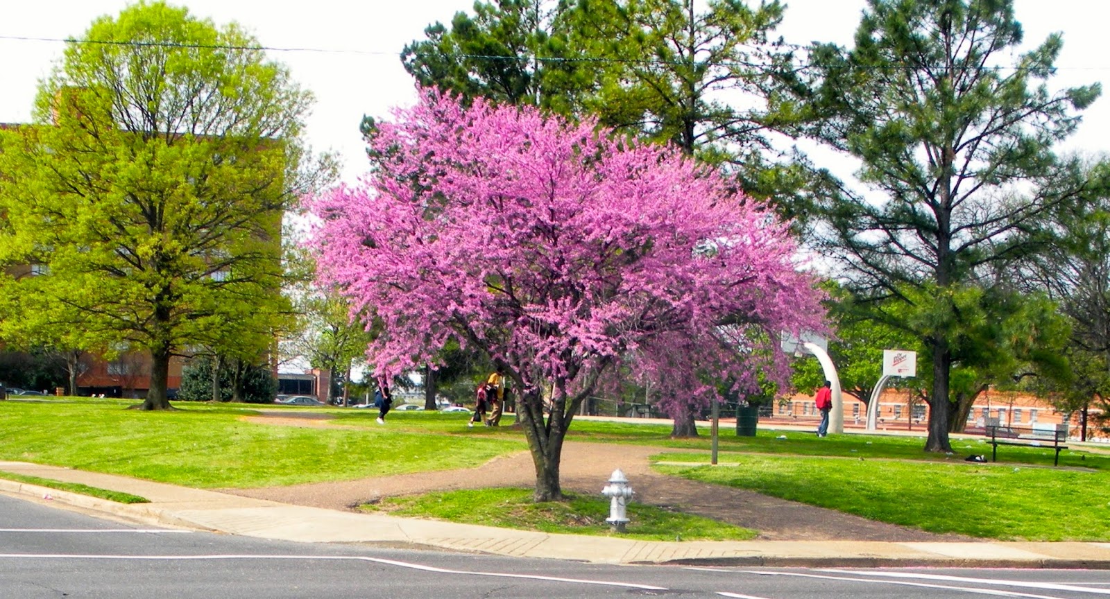 Memphis Trees April Comes to Memphis