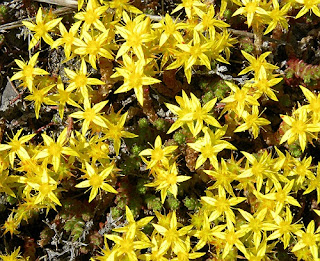 Iarba de Soaldina-Planta Medicinala Iarba de Soaldina-Planta Medicinala