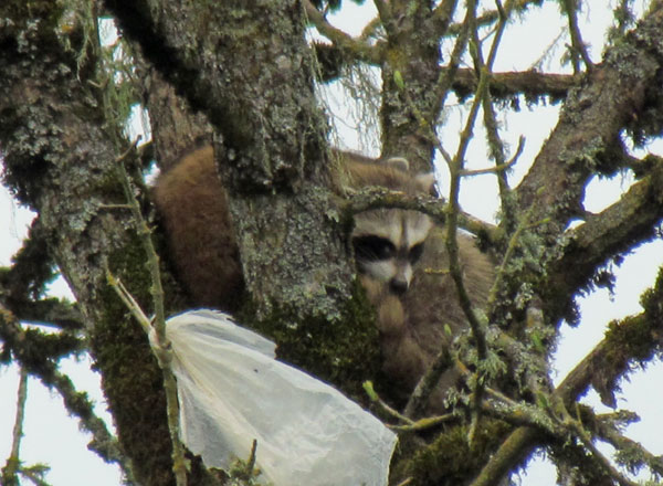 Cascade Ramblings: Raccoon Nest