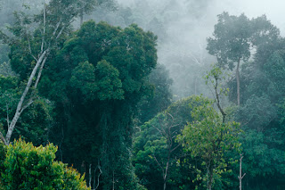 Kalimantan Rainforest