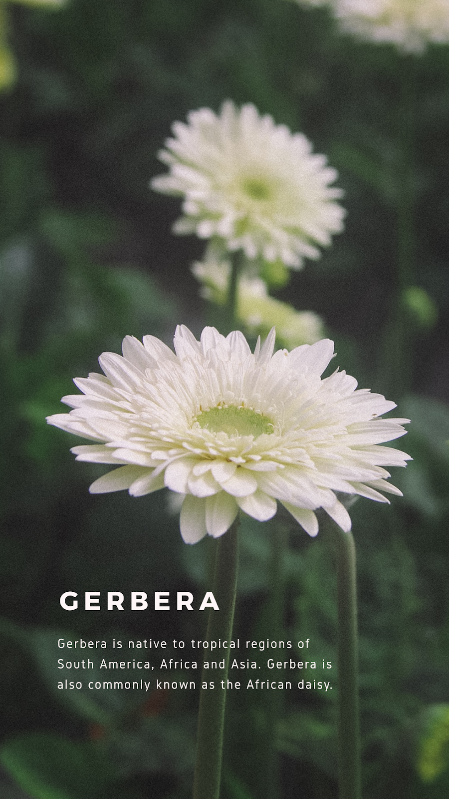 Warna-warni Bunga Gerbera Cameron Highlands - putih