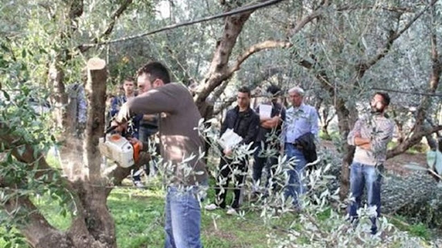 Αποτέλεσμα εικόνας για πρόγραμμα των "νέων γεωργών" ελαιοκαλλιεργεια