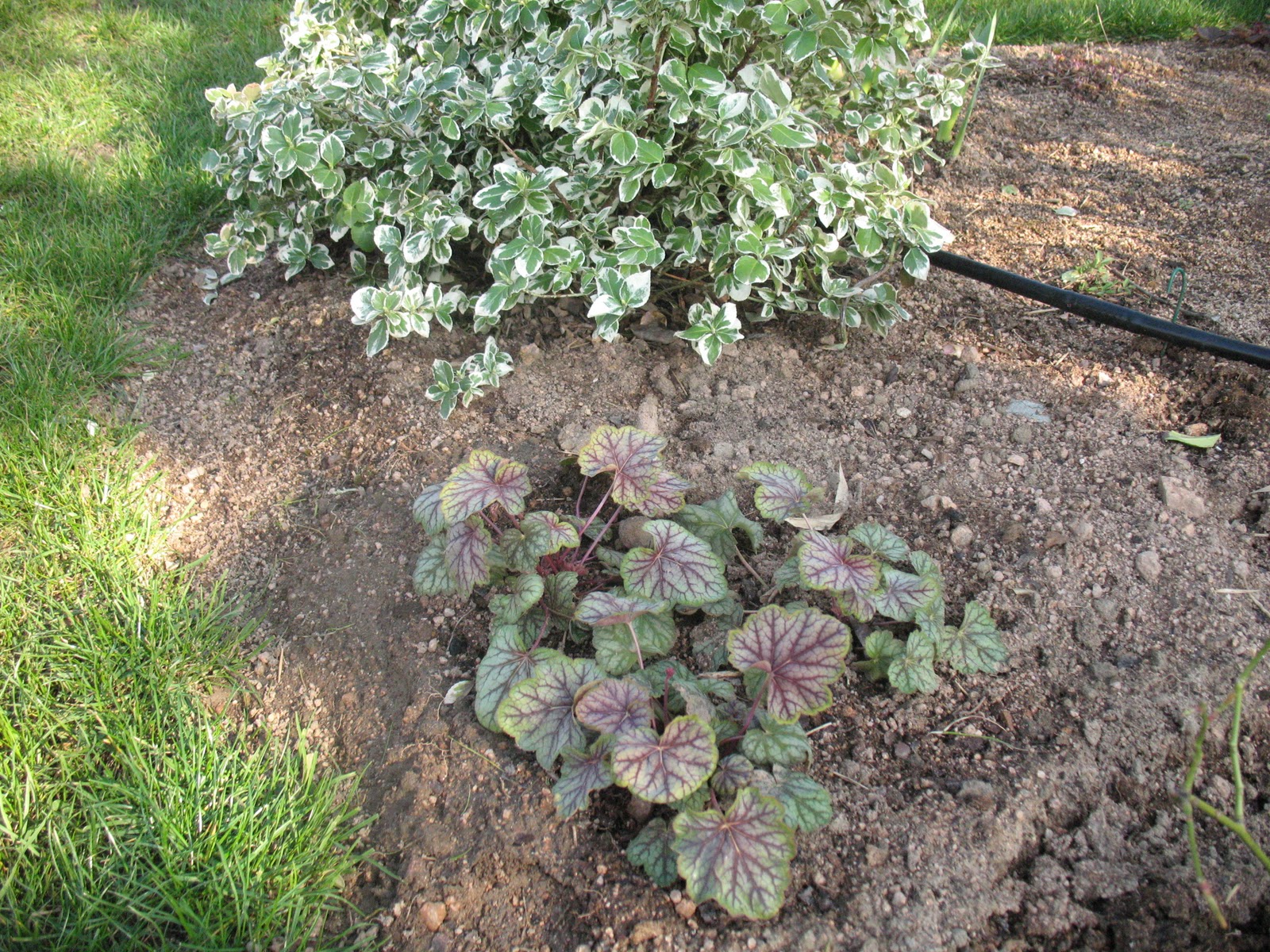 Fusain Emerald Gaiety Euonymus Fortunei Jeune Plant En Godet 13