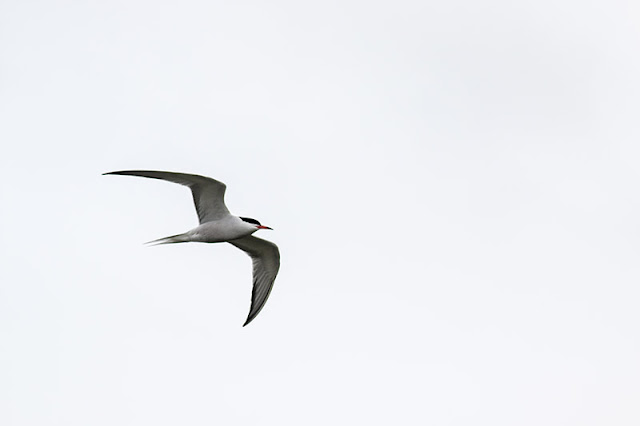 Common Tern Common Tern