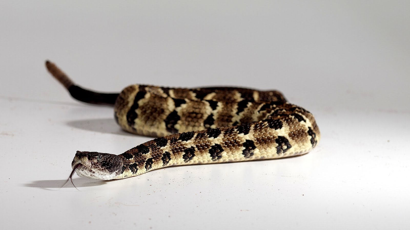 Why Is The Timber Rattlesnake Endangered Danger Choices