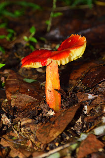 Red Mushroom in Puriscal