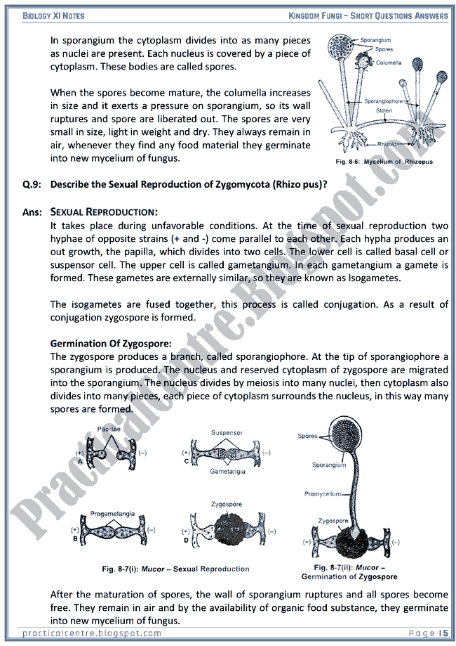 Kingdom Fungi - Short Questions Answers - Biology XI