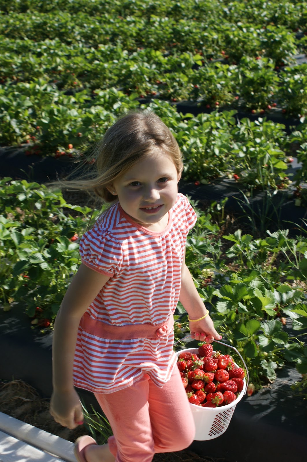 Our Family Strawberries