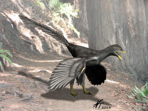 archaeopteryx lithographica fossil