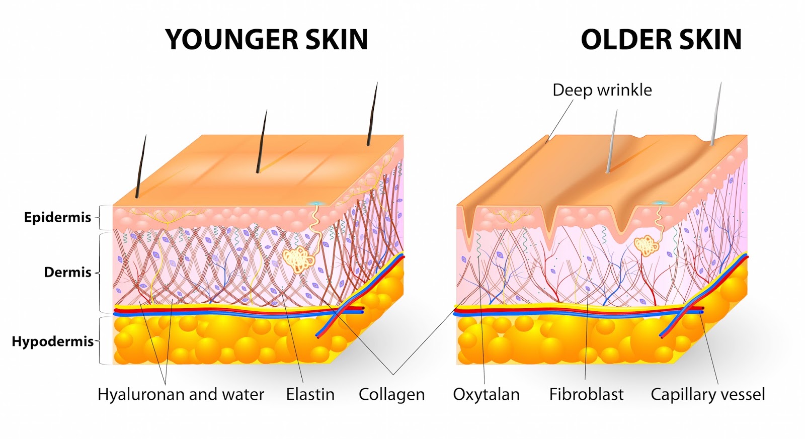 คอลลาเจน (Collagen) คืออะไร มีประโยชน์อย่างไรกับผิวพรรณ คอลลาเจน