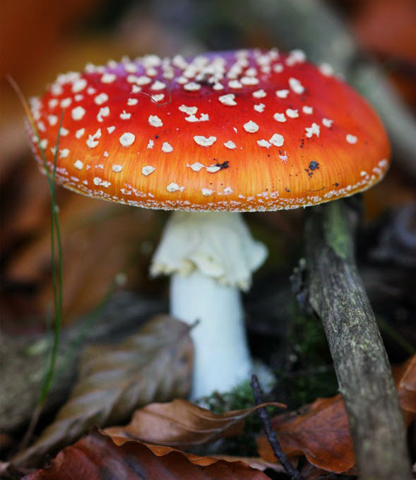 Amanita (Foto: Mayallseasonsbesweettothee.blogspot.co.at)