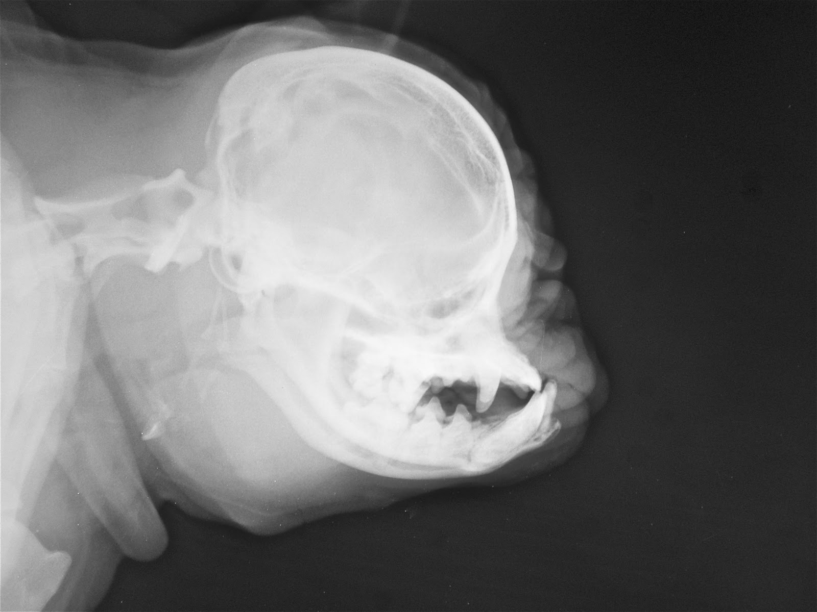 Terrierman's Daily Dose Pugs Defective by Design