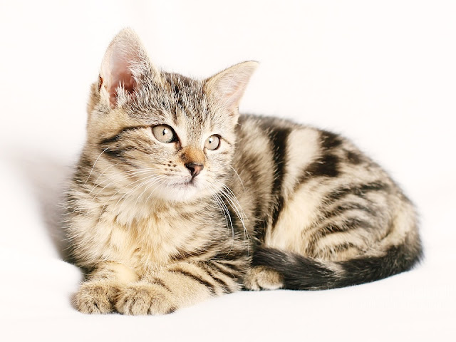 informasi seputar kucing informasi seputar kucing