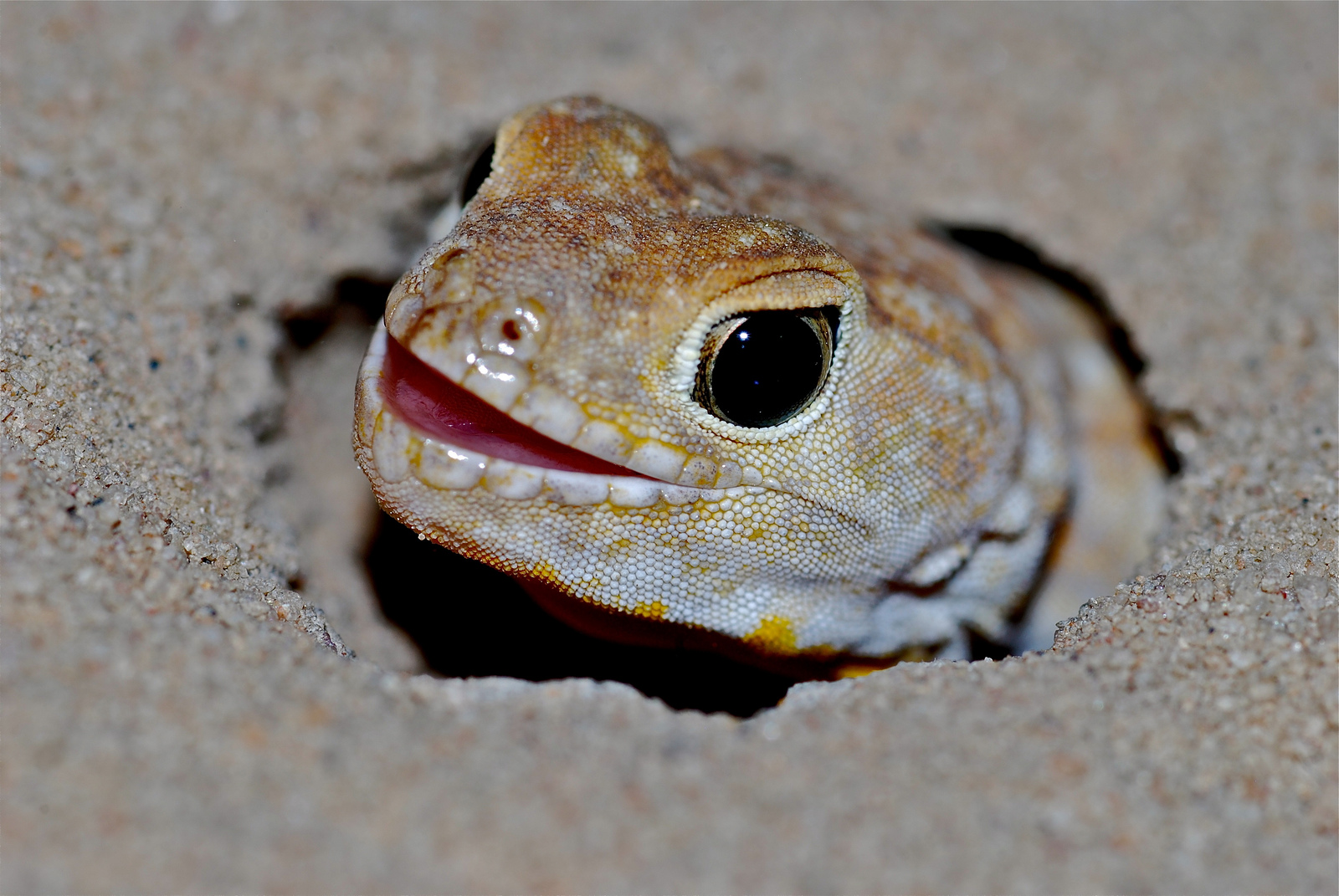 Real Monstrosities Barking Gecko, Ptenopus