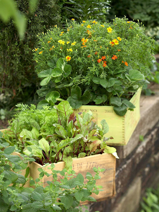 Cottage Garden: Fresh Ideas for Growing Vegetables in Containers