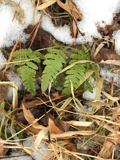 fern in snow