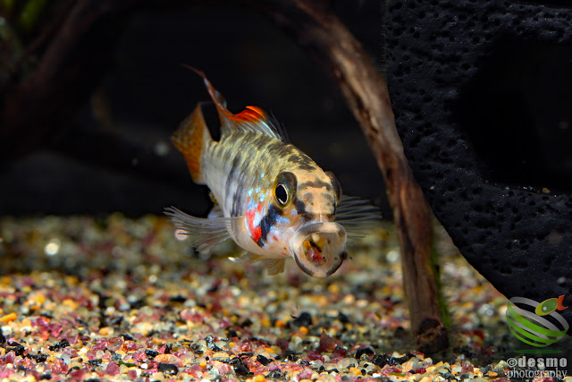 Apistogramma sp. Alto Vaupes I / sp. D39