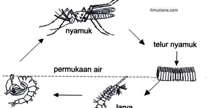  Daur  Hidup  pada Nyamuk  Ilmusiana