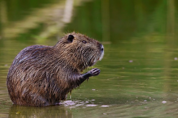 Myocastor coypus Global Bilgiler